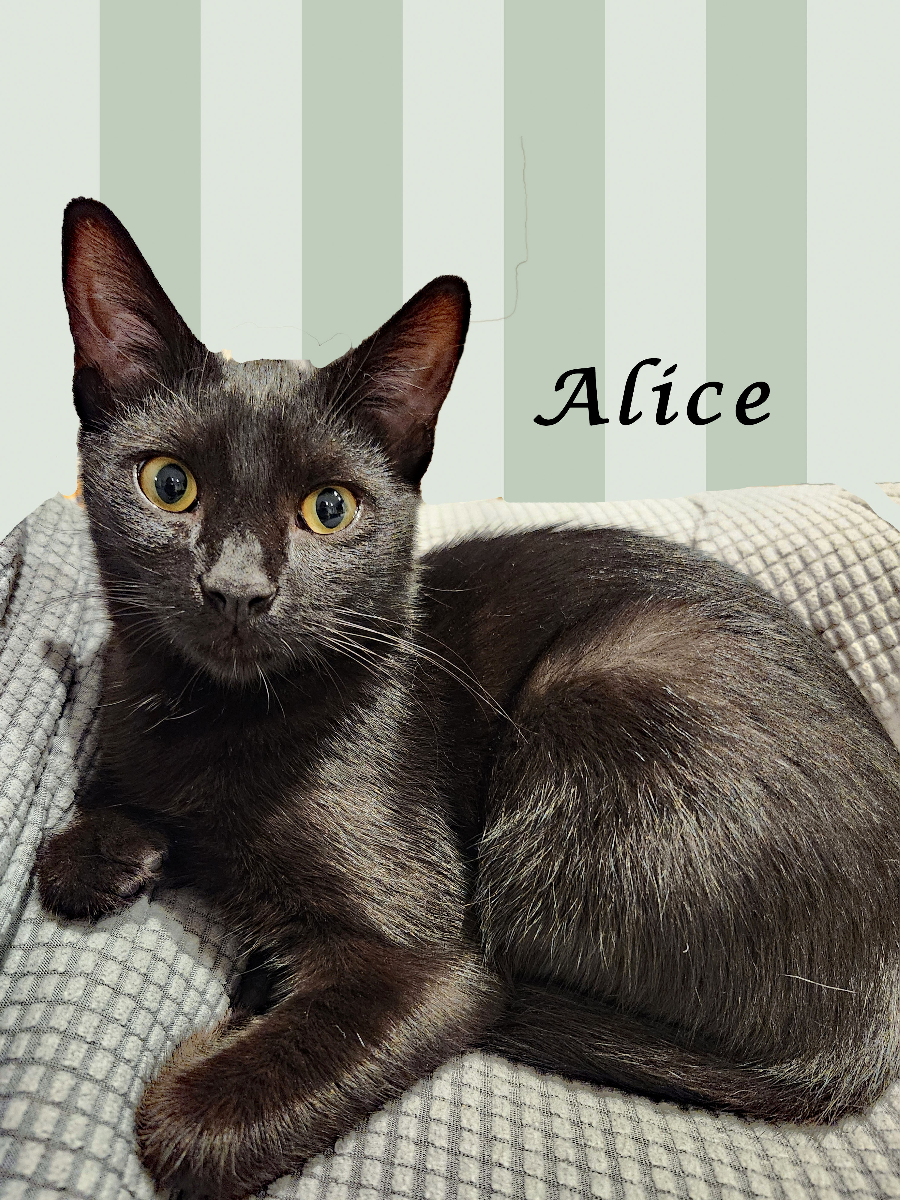 Enlarge ALICE, an adopted Domestic Short Hair in Monrovia, CA image 2/4