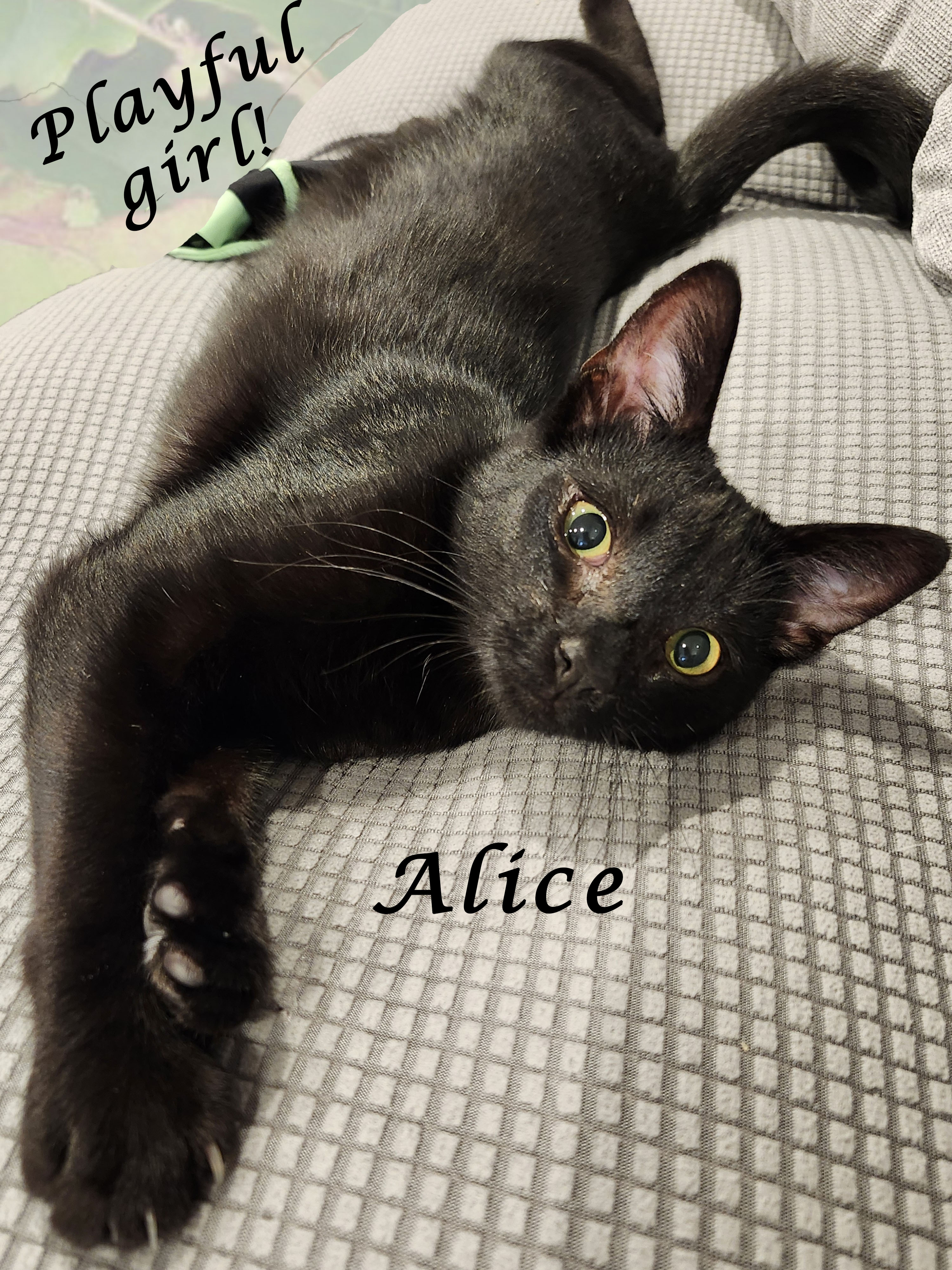 Enlarge ALICE, an adopted Domestic Short Hair in Monrovia, CA image 3/4
