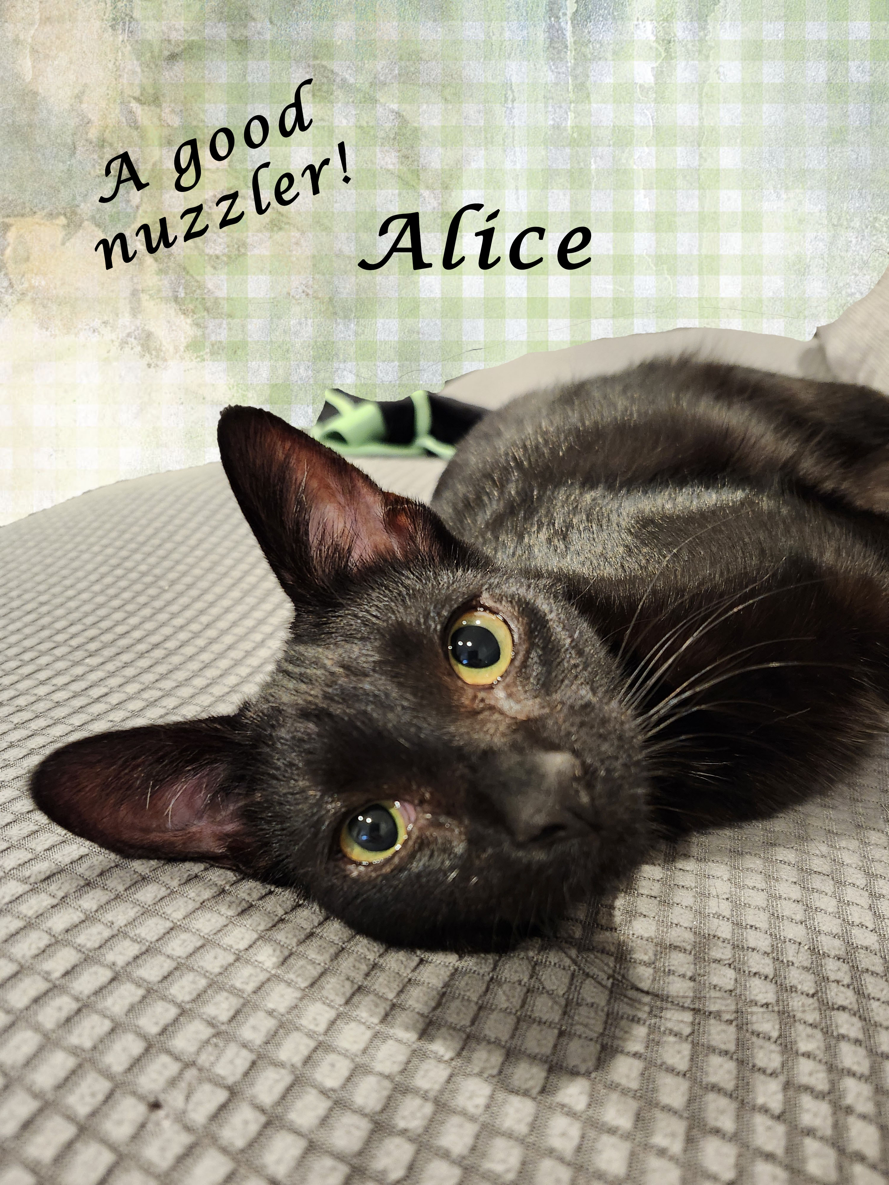 Enlarge ALICE, an adopted Domestic Short Hair in Monrovia, CA image 4/4