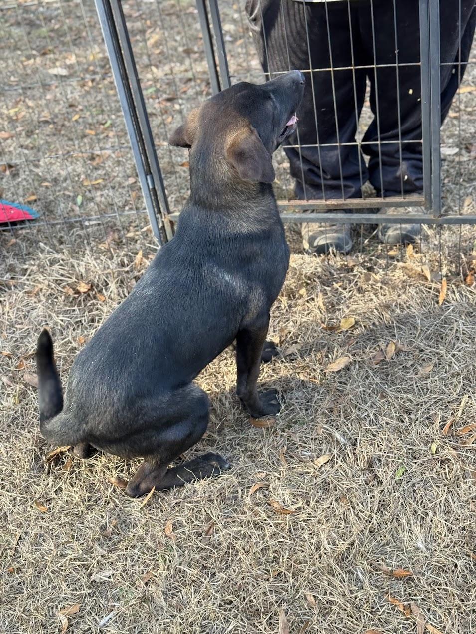Enlarge JETT, a Adoptable mixed breed in Allentown, PA image 5/6