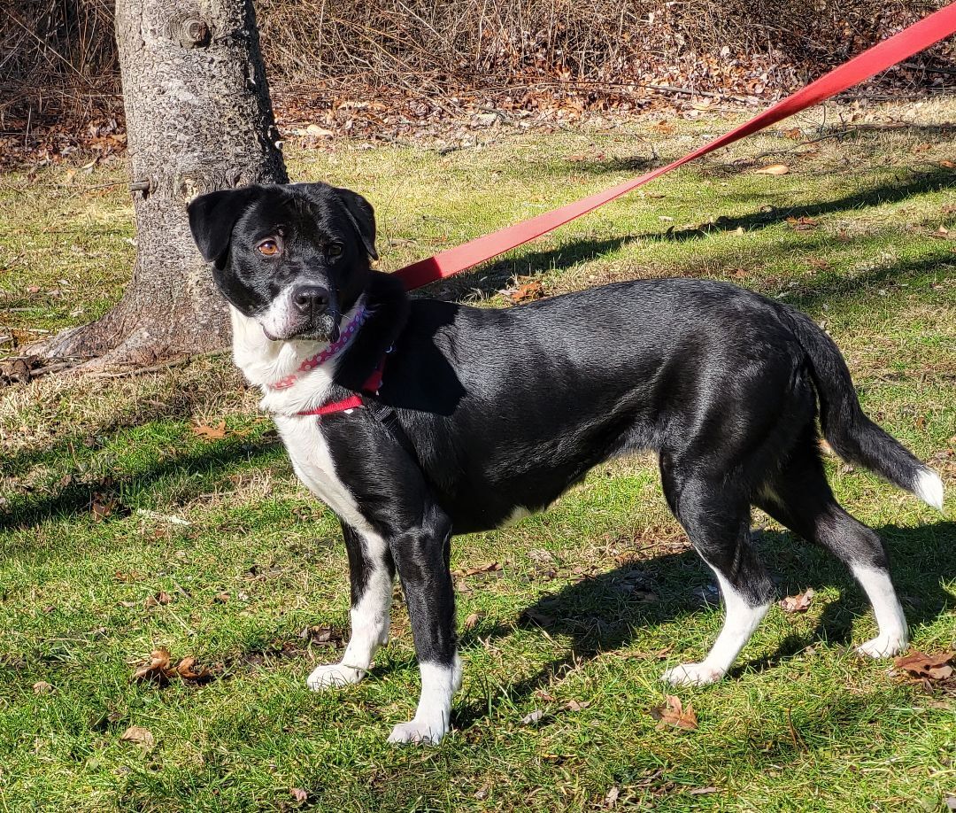 Enlarge Harley, a Adoptable mixed breed in Bloomfield, CT image 2/4