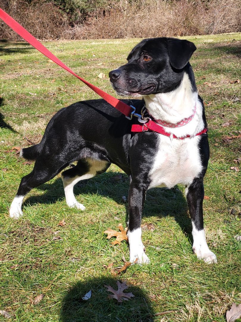 Enlarge Harley, a Adoptable mixed breed in Bloomfield, CT image 3/4