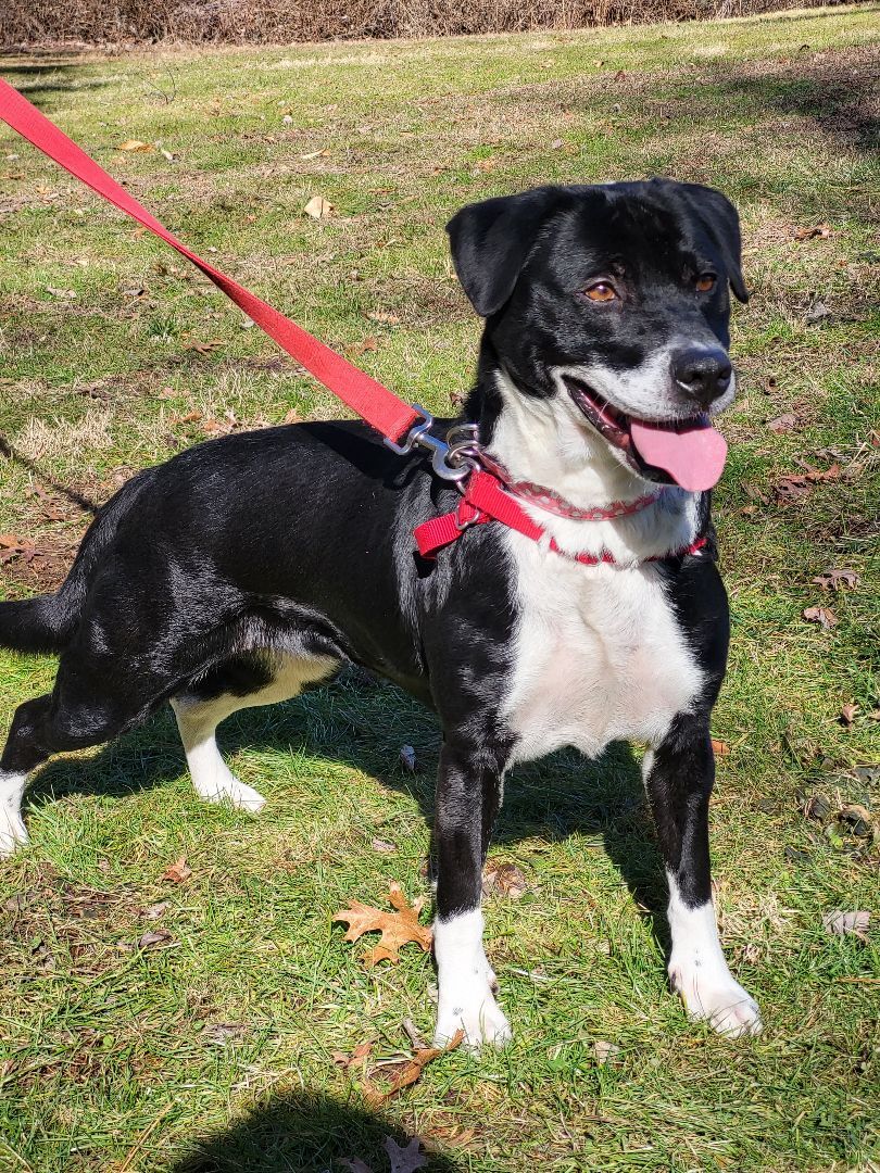 Enlarge Harley, a Adoptable mixed breed in Bloomfield, CT image 4/4