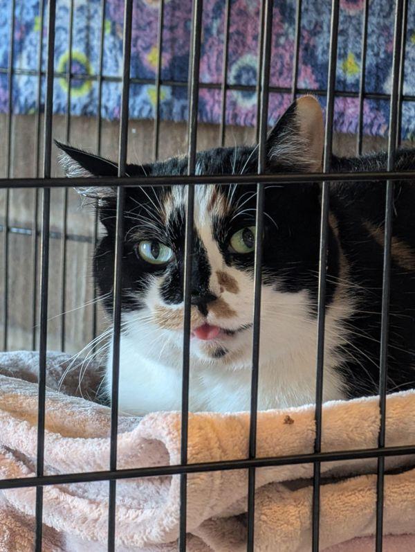 Miso Honey Barbecue, Adoptable, Adult Female Domestic Short Hair.