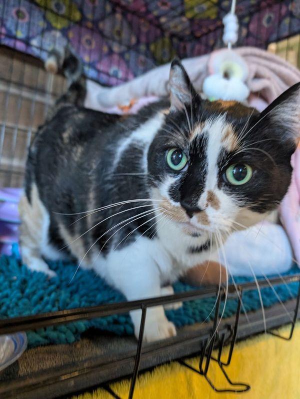 Enlarge Miso Honey Barbecue, a Adoptable mixed breed in Duluth, MN image 3/3