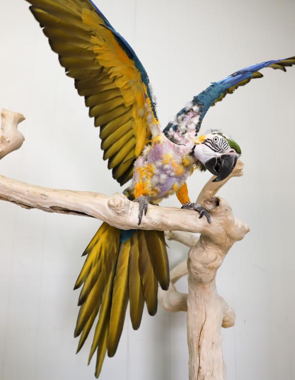 Tai, Adoptable, Senior Male Macaw.