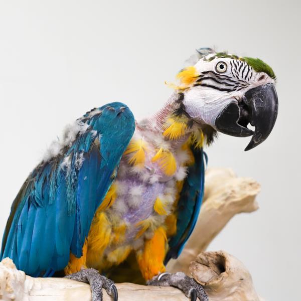 Enlarge Tai, a Adoptable Macaw in Elizabeth, CO image 1/3