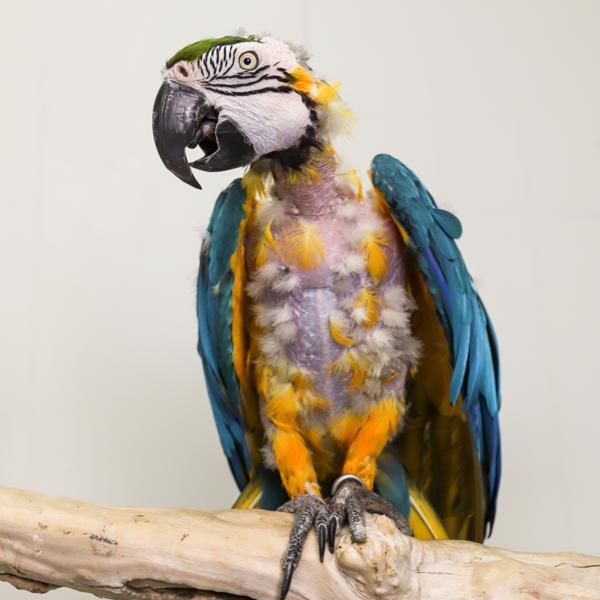 Enlarge Tai, a Adoptable Macaw in Elizabeth, CO image 2/3