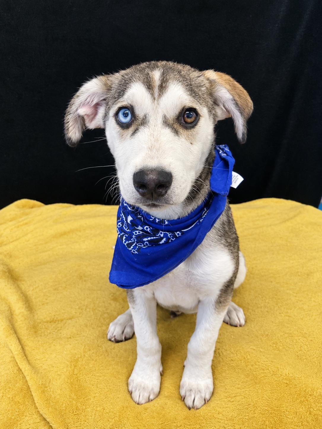 Enlarge Granola SS, a Adoptable mixed breed in South Portland, ME image 1/1