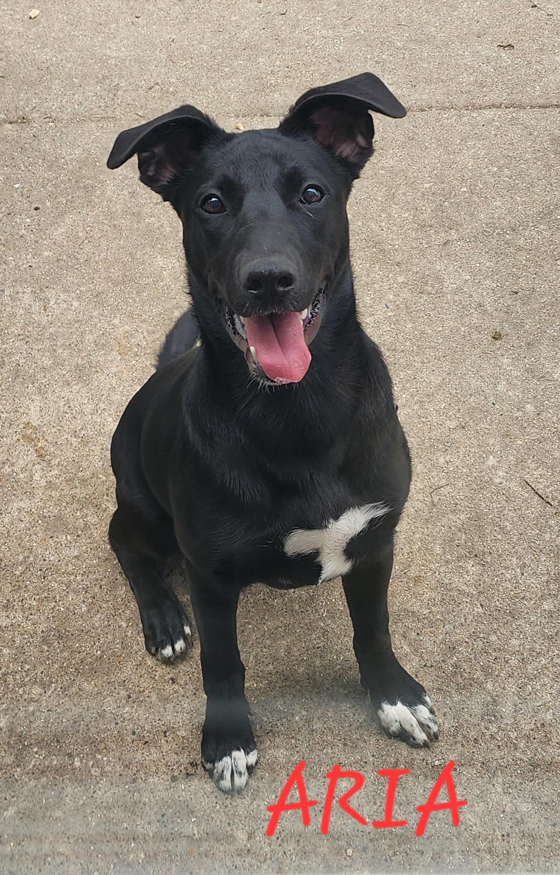 Aria, Adoptable, Young Female Black Labrador Retriever & German Shepherd Dog.
