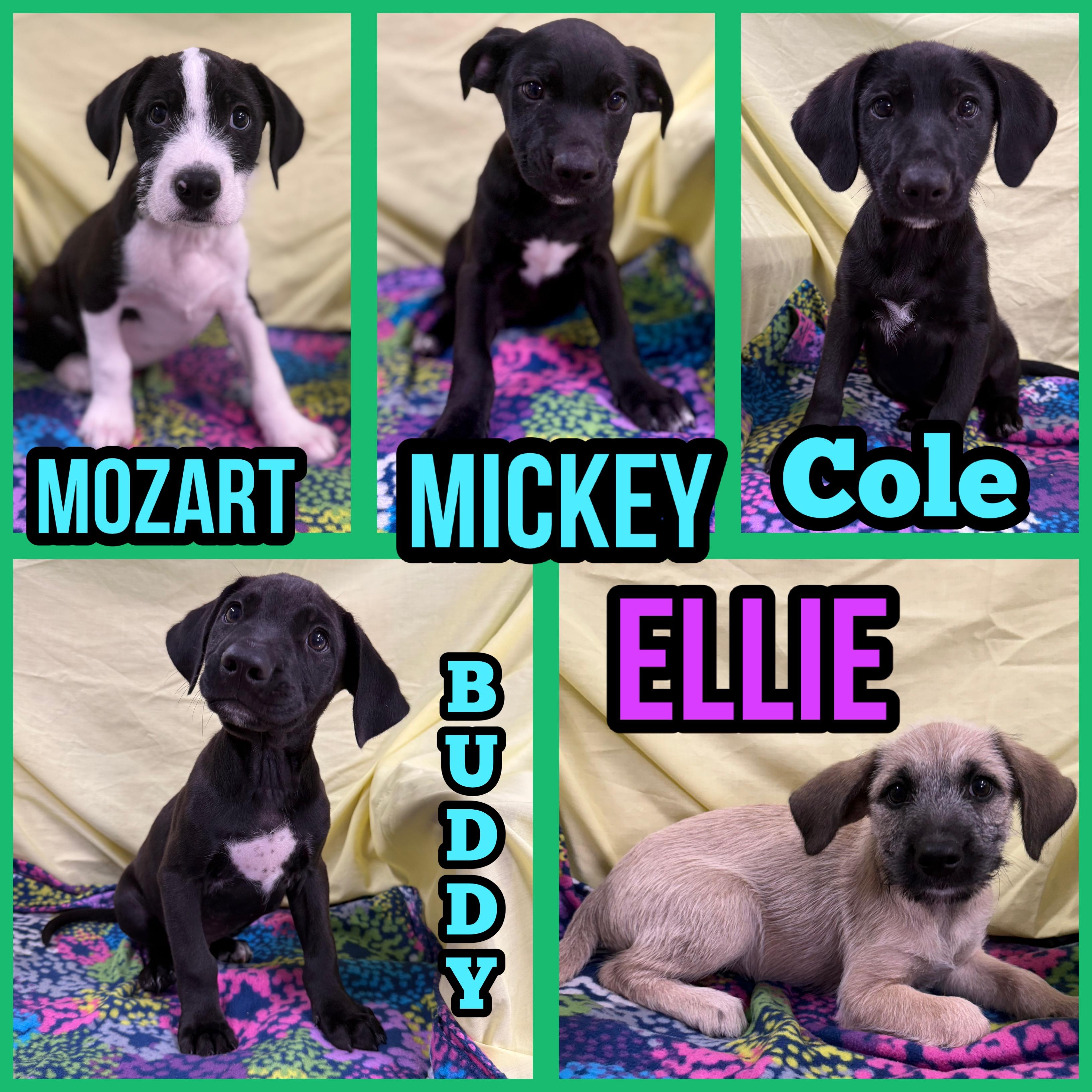 Puppies, ADOPTABLE, Puppy Male Mixed Breed.