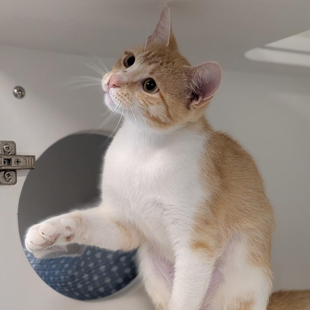 Jasmine, Adoptable, Adult Female Domestic Short Hair.