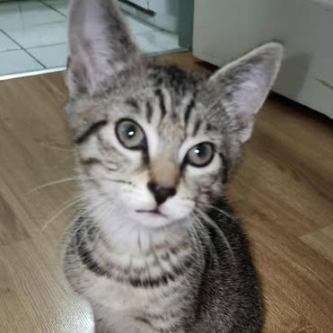 THE FAMOUS LOVERS LITTER: BONNIE & CLYDE, an adoptable Domestic Short Hair in Campbell River, BC, V9W 5A7 | Photo Image 2