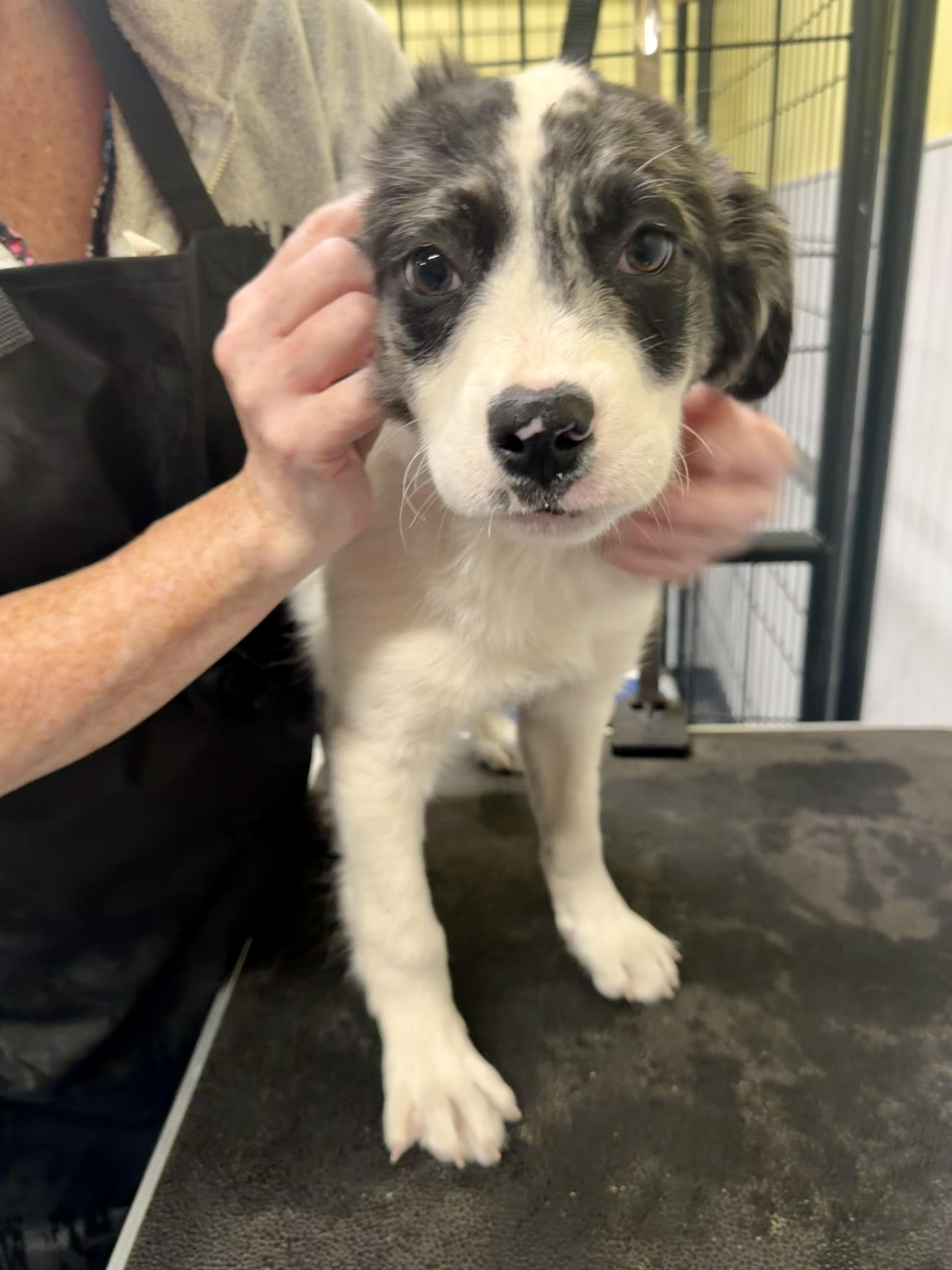 Vodka, adopted, Puppy Male Australian Shepherd.