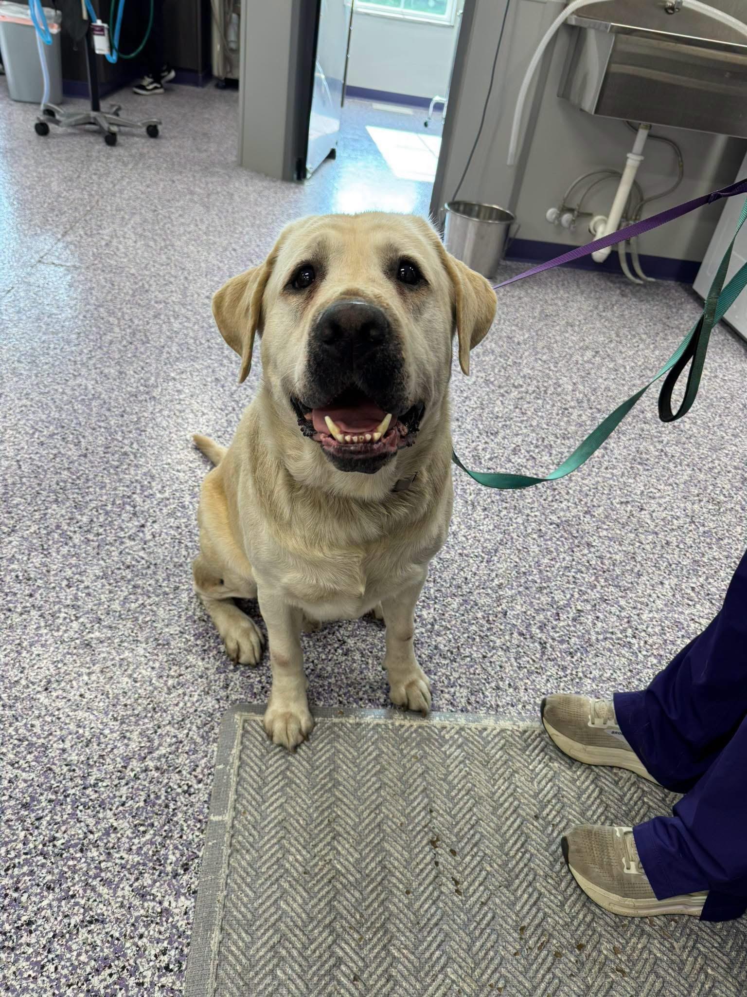 Casdian, an adopted Yellow Labrador Retriever in Painesville, OH image 2/2