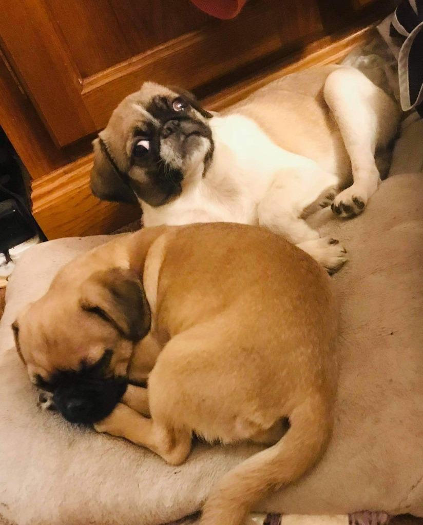Hei Hei, Adopted, Adult Male Pug.