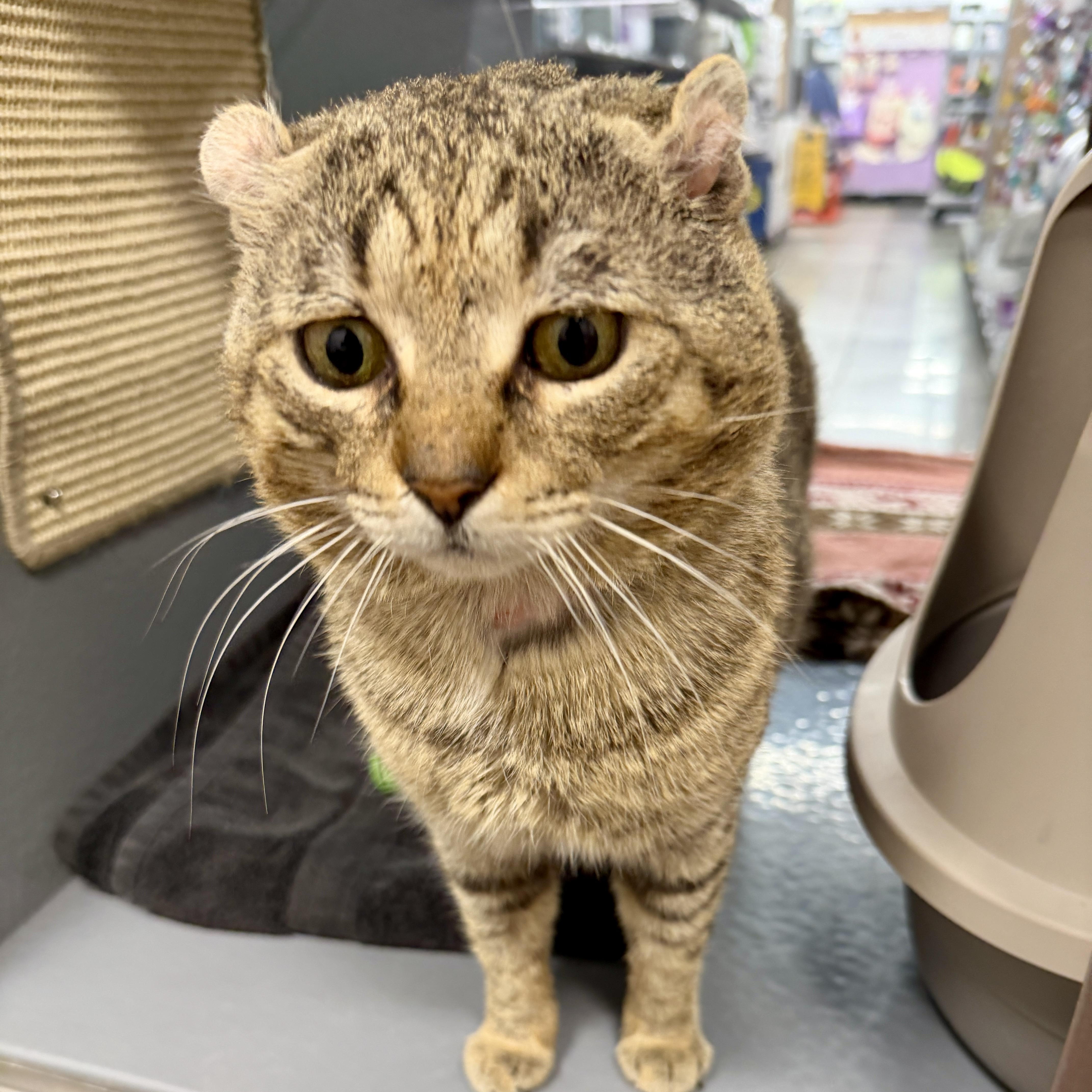 Enlarge Chauncey, a Adoptable Domestic Short Hair in Oldsmar, FL image 2/4