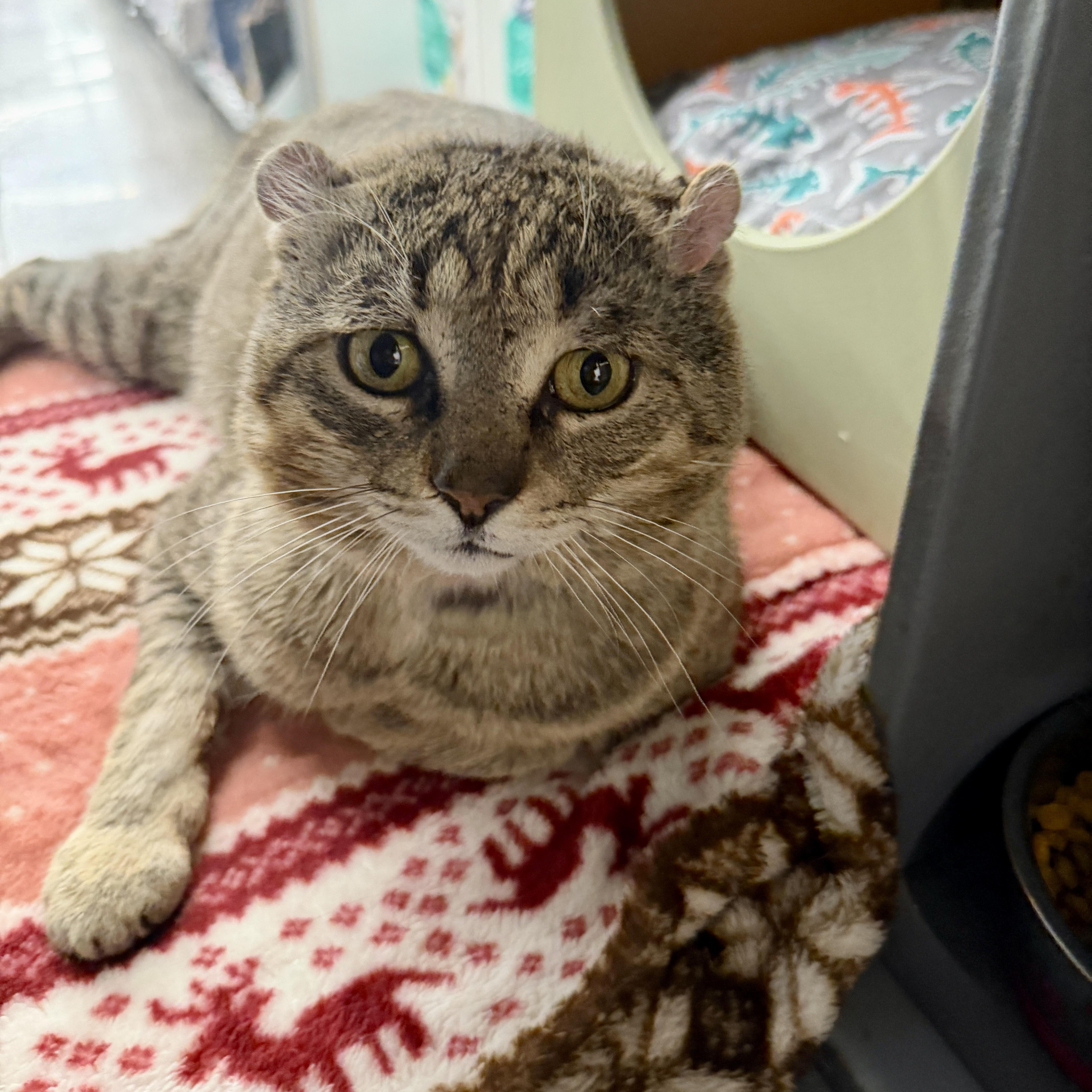 Chauncey, Adoptable, Adult Male Domestic Short Hair.