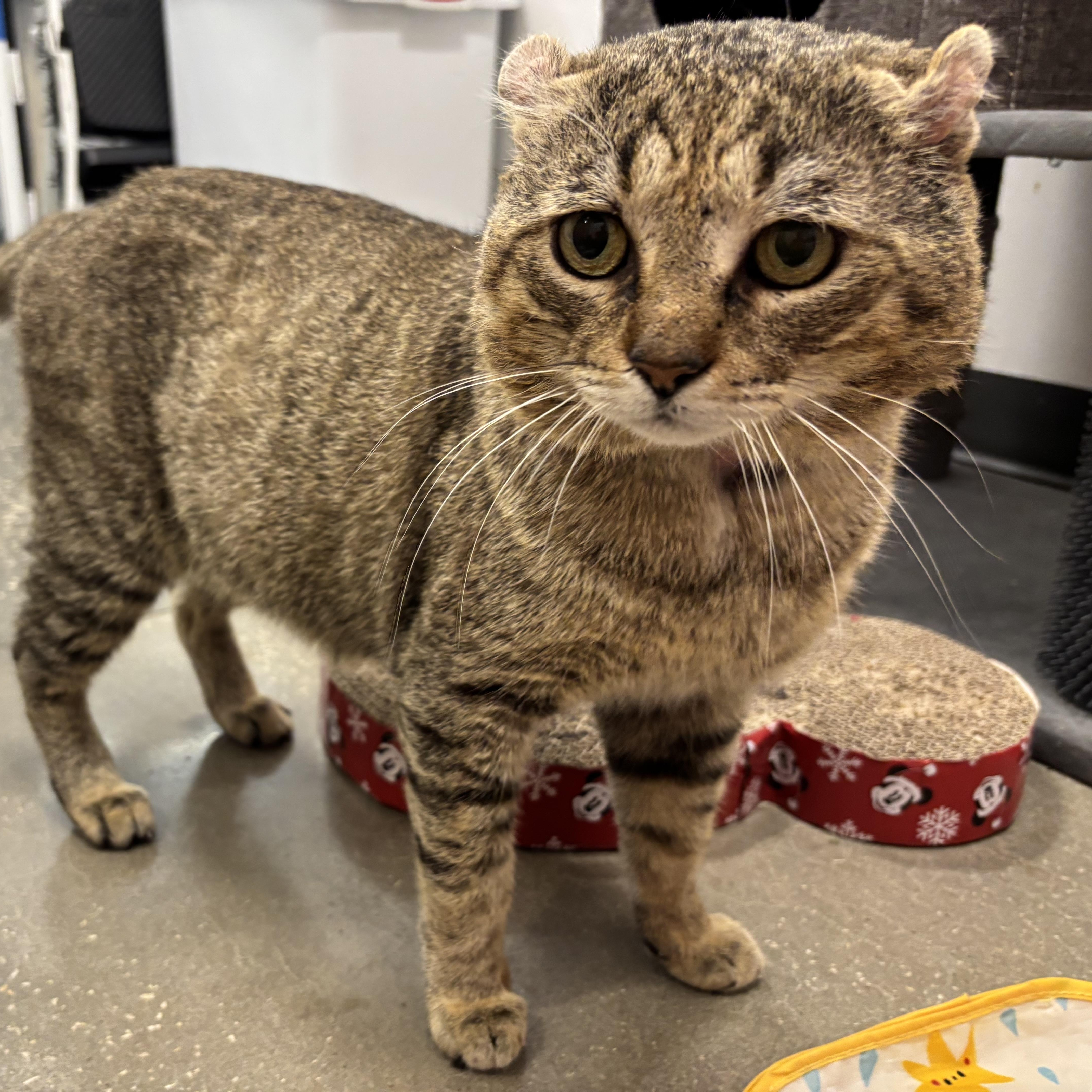 Enlarge Chauncey, a Adoptable Domestic Short Hair in Oldsmar, FL image 3/4