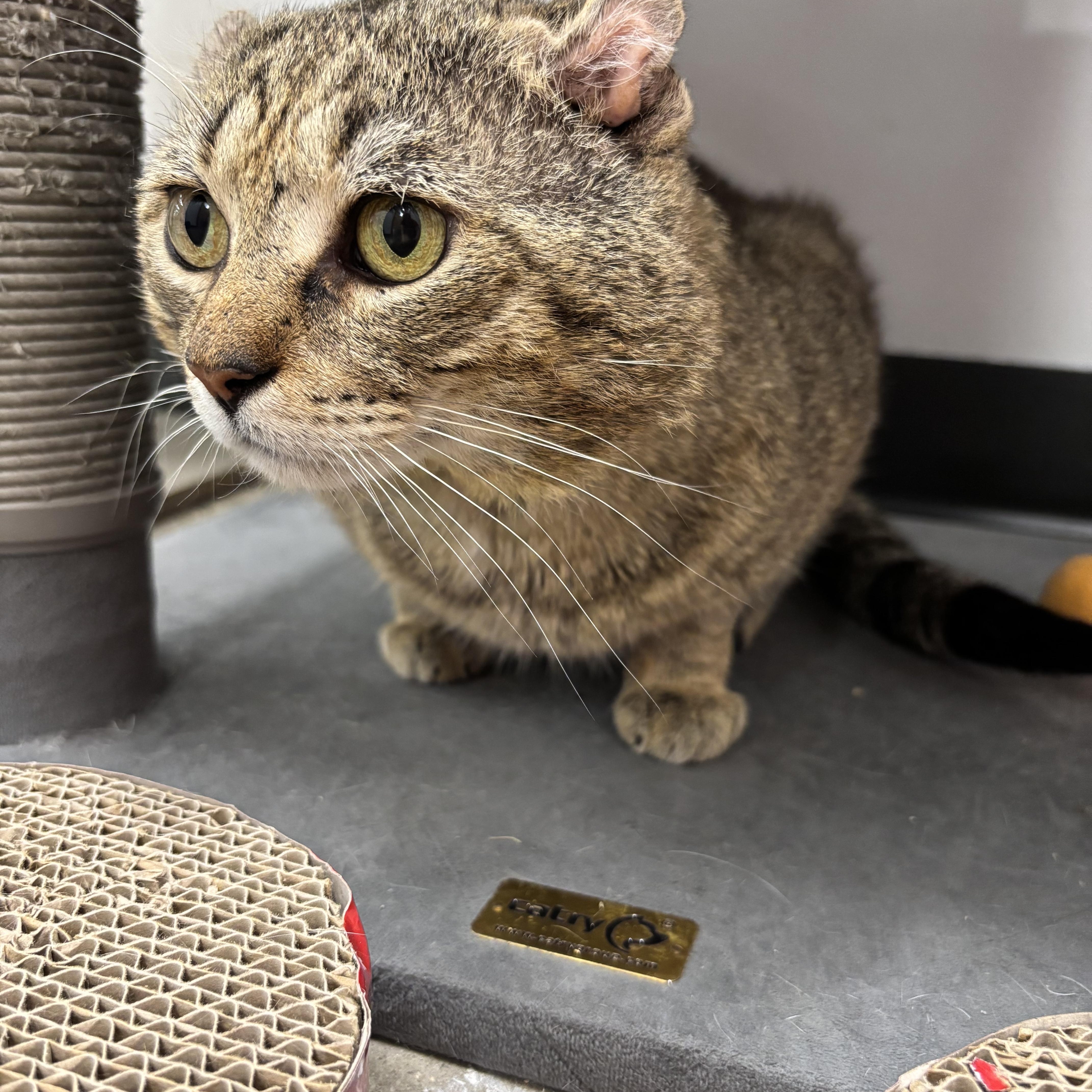 Enlarge Chauncey, a Adoptable Domestic Short Hair in Oldsmar, FL image 4/4