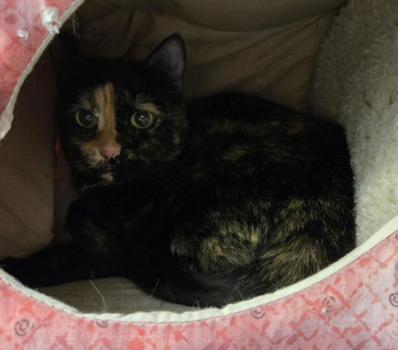 Chloe, a Adoptable Domestic Short Hair in Evergreen, CO image 1/2