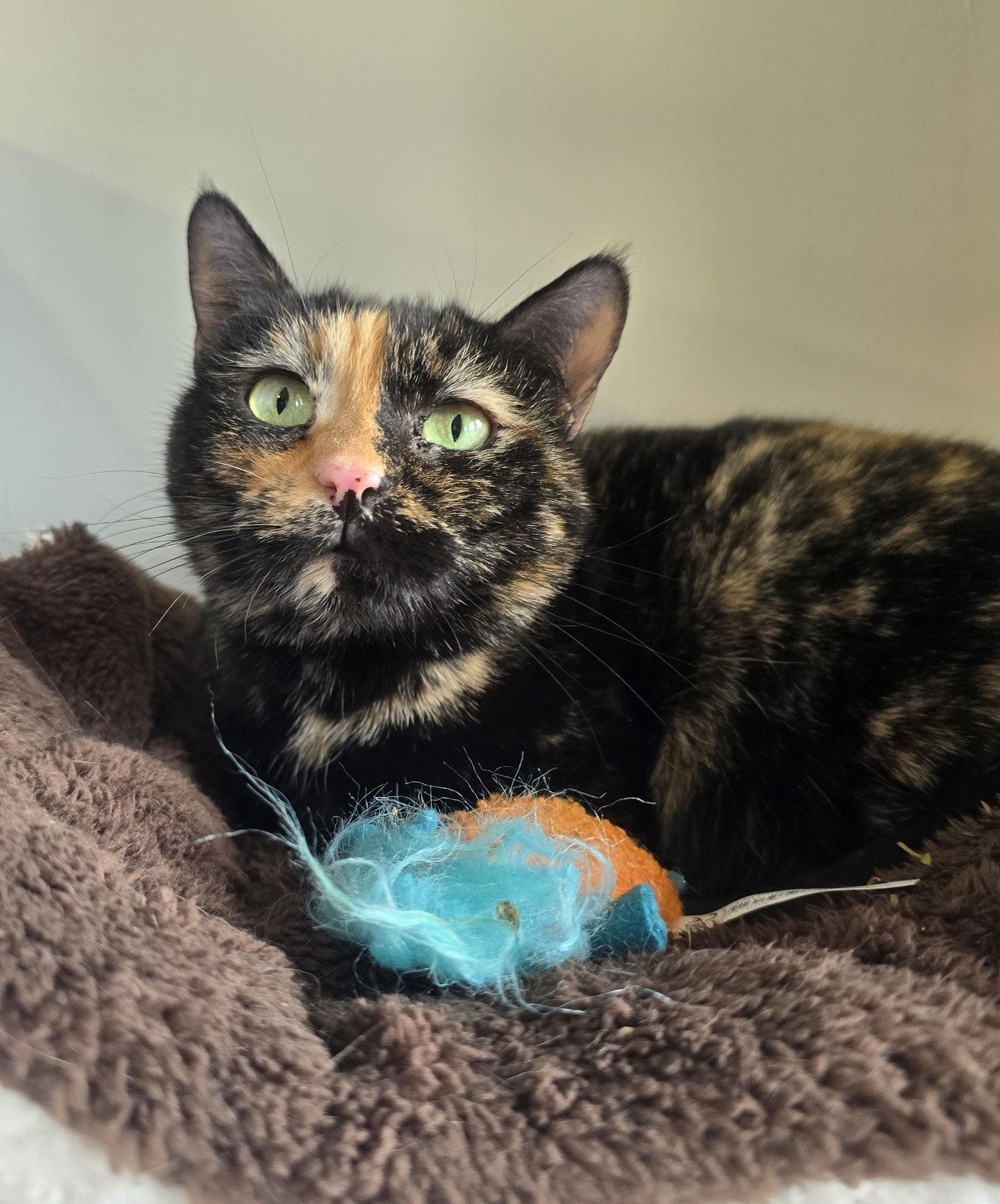 Chloe, a Adoptable Domestic Short Hair in Evergreen, CO image 2/2