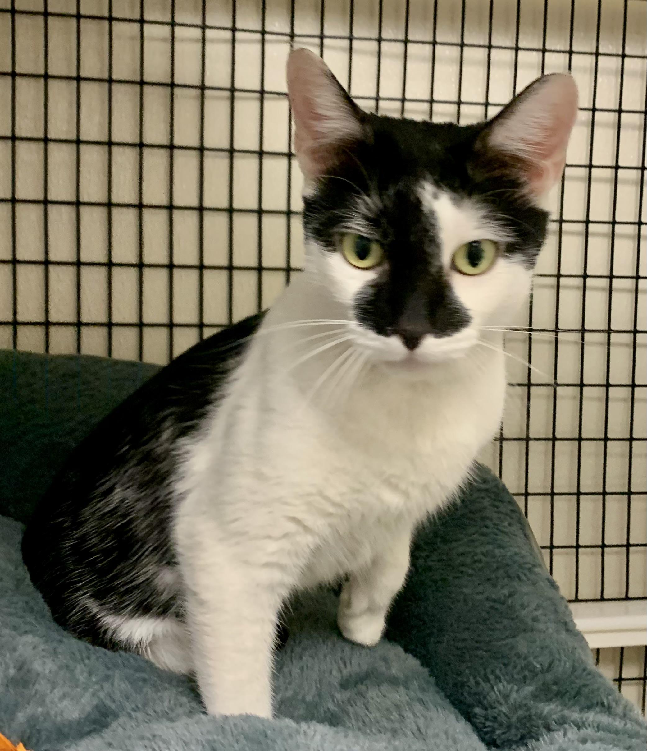Enlarge Marble , a ADOPTABLE Domestic Short Hair in Providence, RI image 5/6
