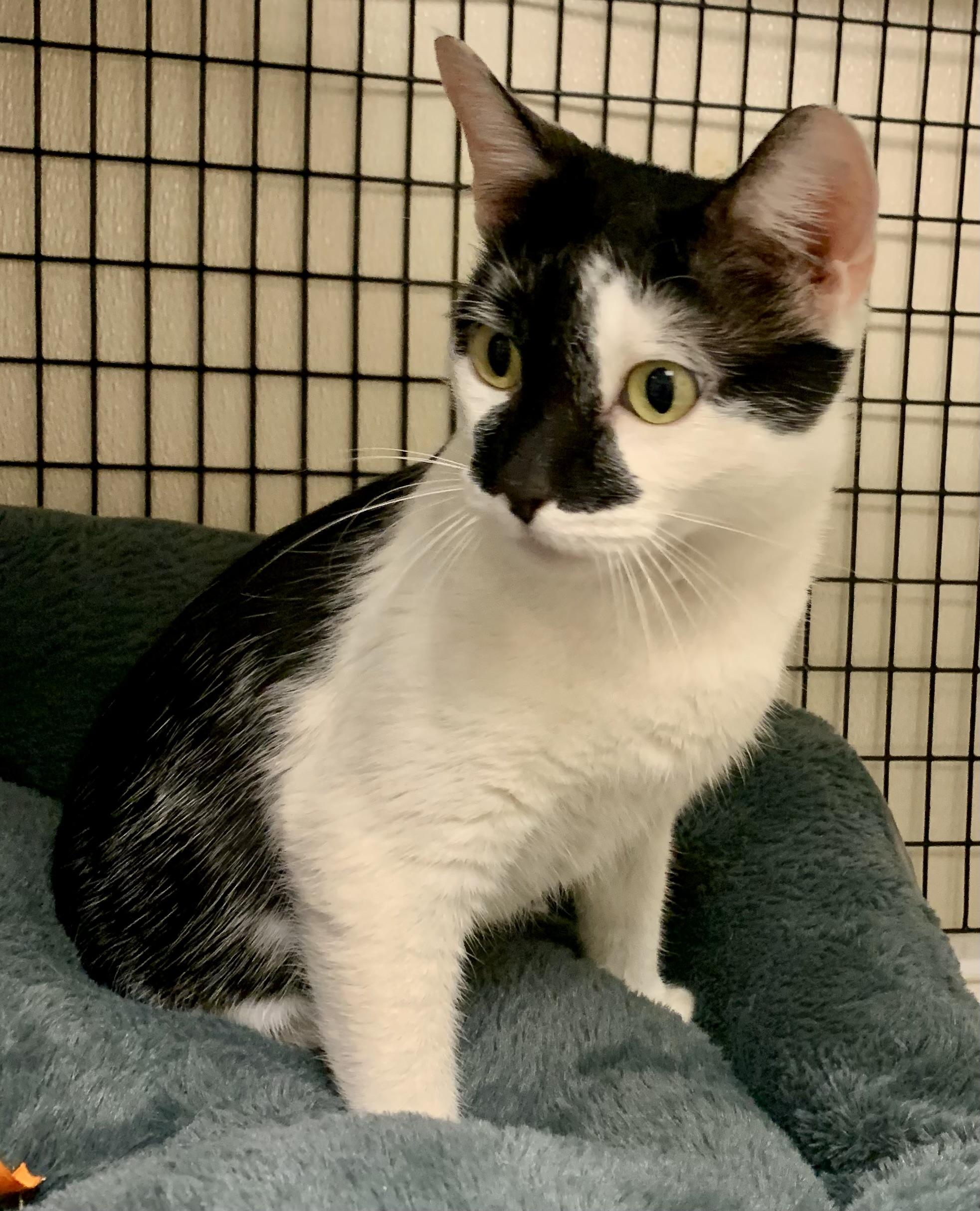 Enlarge Marble , a ADOPTABLE Domestic Short Hair in Providence, RI image 3/6