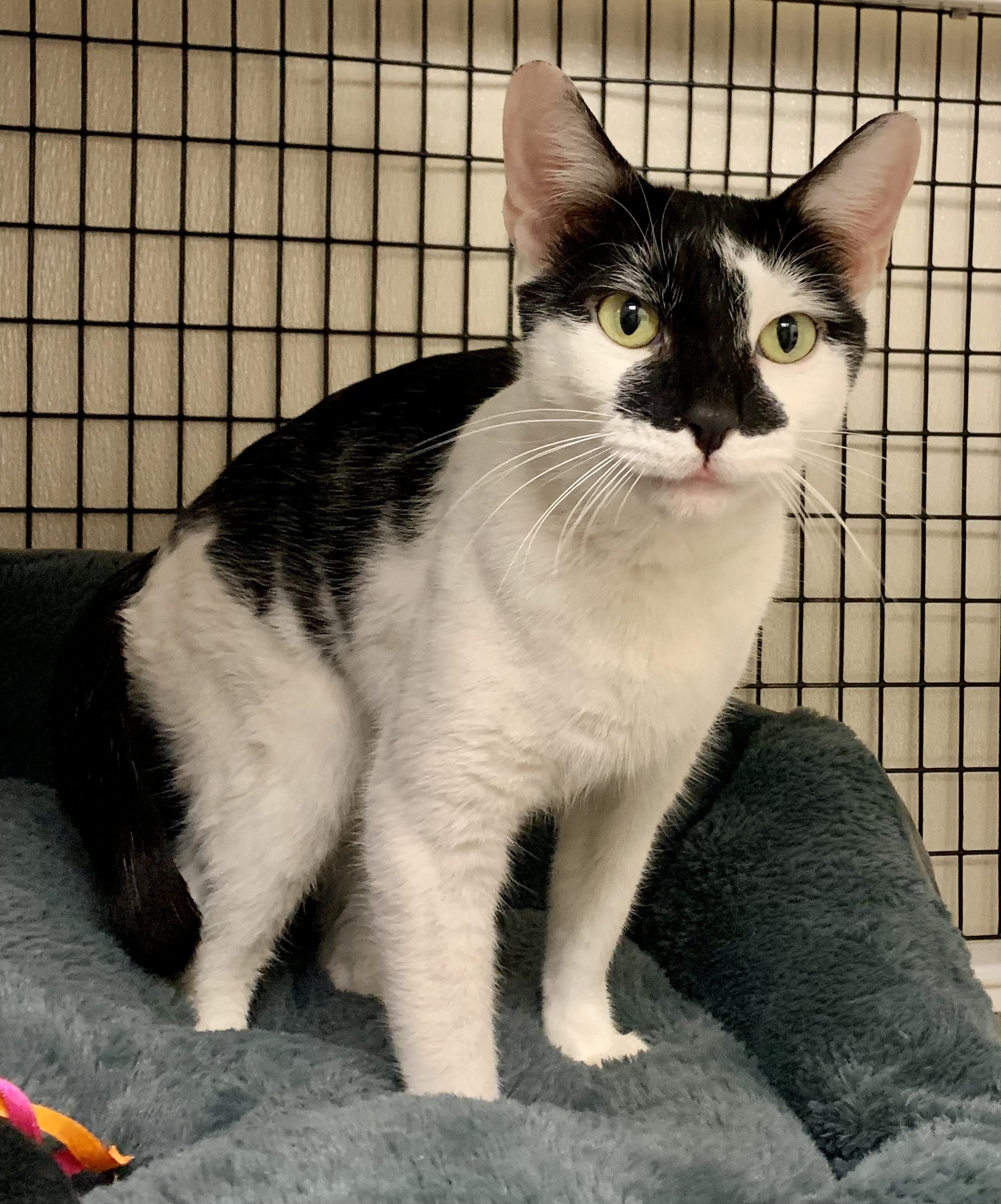 Enlarge Marble , a ADOPTABLE Domestic Short Hair in Providence, RI image 4/6