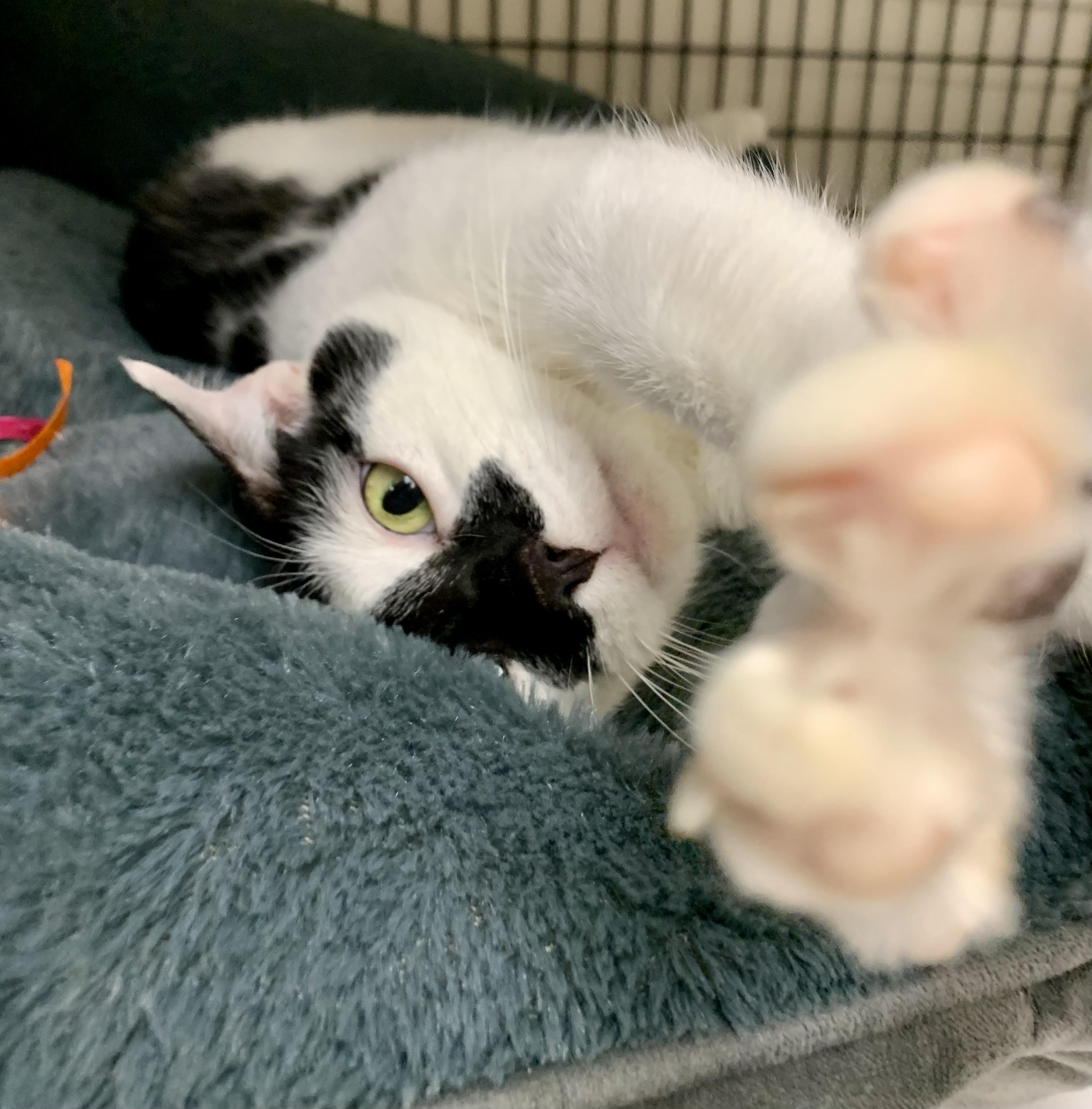 Enlarge Marble , a ADOPTABLE Domestic Short Hair in Providence, RI image 2/6