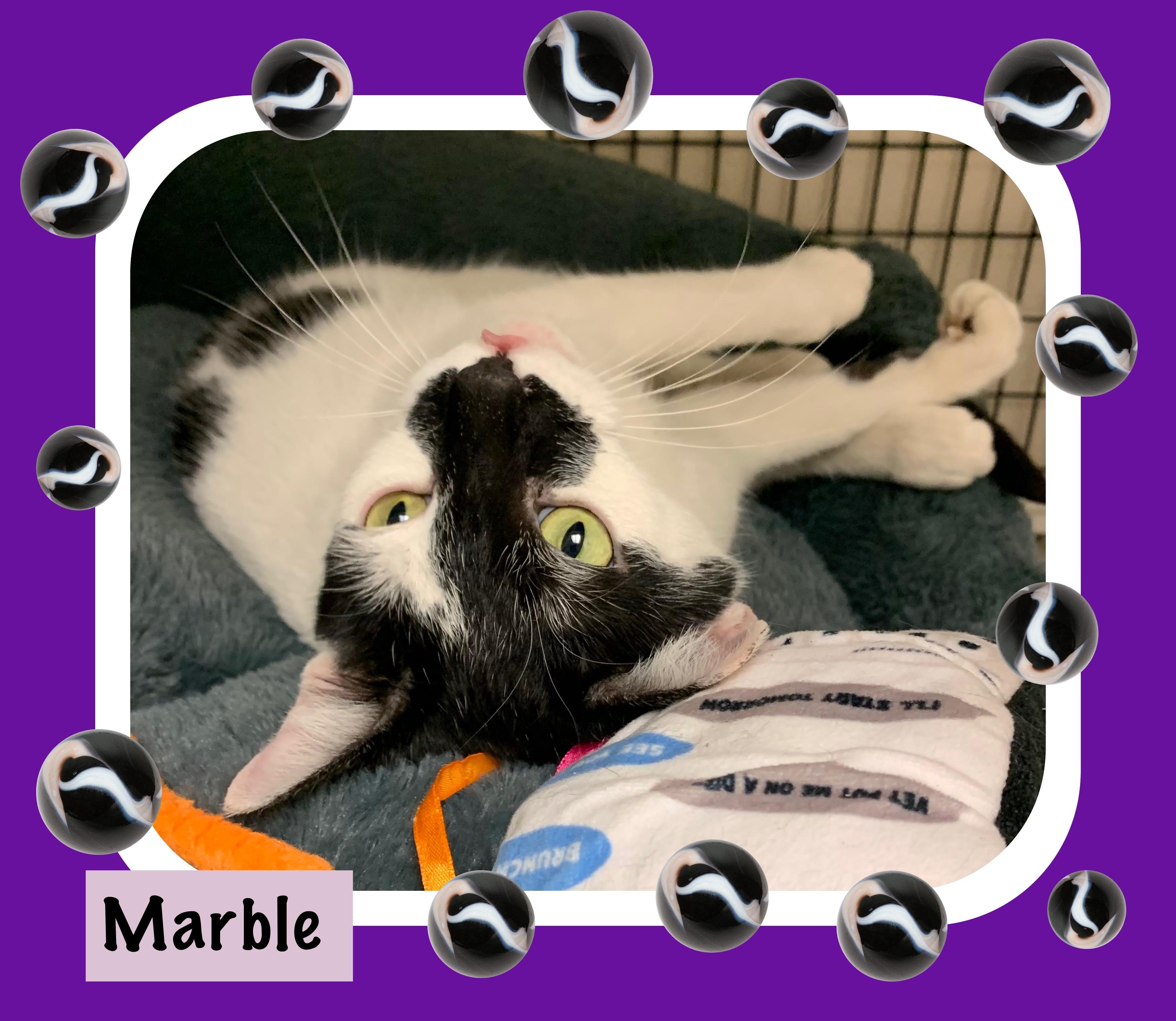 Marble , ADOPTABLE, Adult Female Domestic Short Hair.