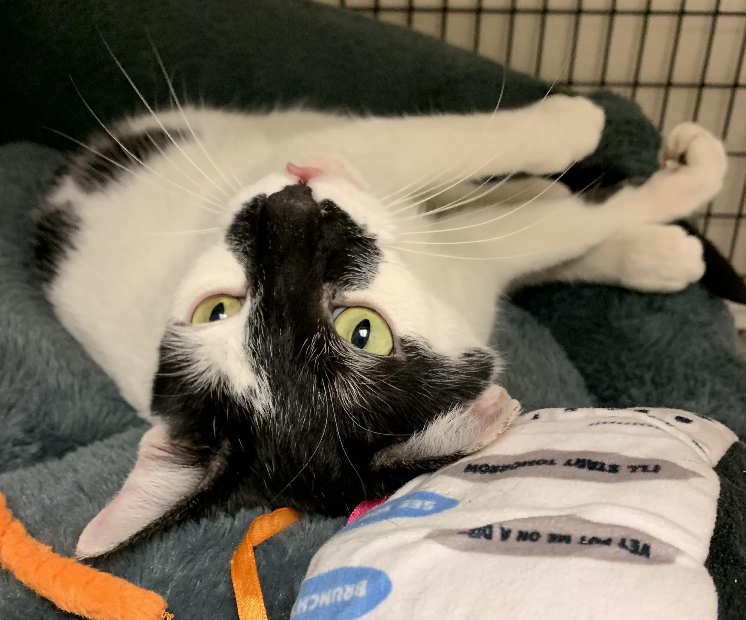 Enlarge Marble , a ADOPTABLE Domestic Short Hair in Providence, RI image 6/6