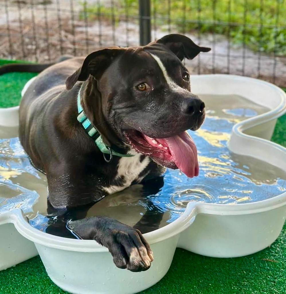 Enlarge Rex-Fully Sponsored Fee & a Lover!, a Adoptable mixed breed in Fort Myers, FL image 1/6