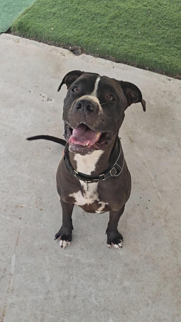 Rex-Fully Sponsored Fee & a Lover!, a Adoptable mixed breed in Fort Myers, FL image 1/5