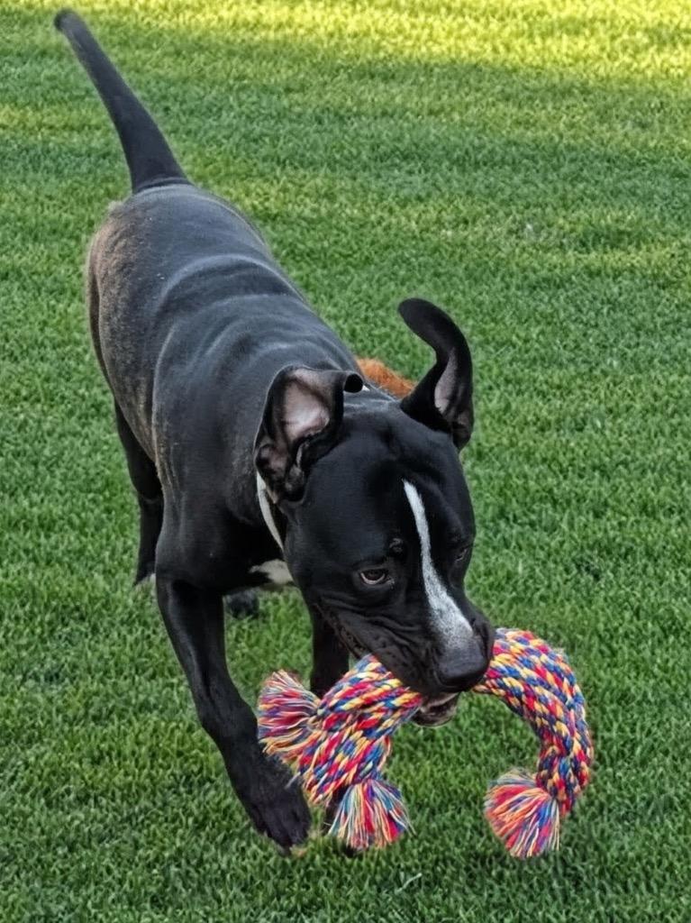 Rex-Fully Sponsored Fee & a Lover!, Adoptable, Young Male American Bulldog & Mixed Breed.