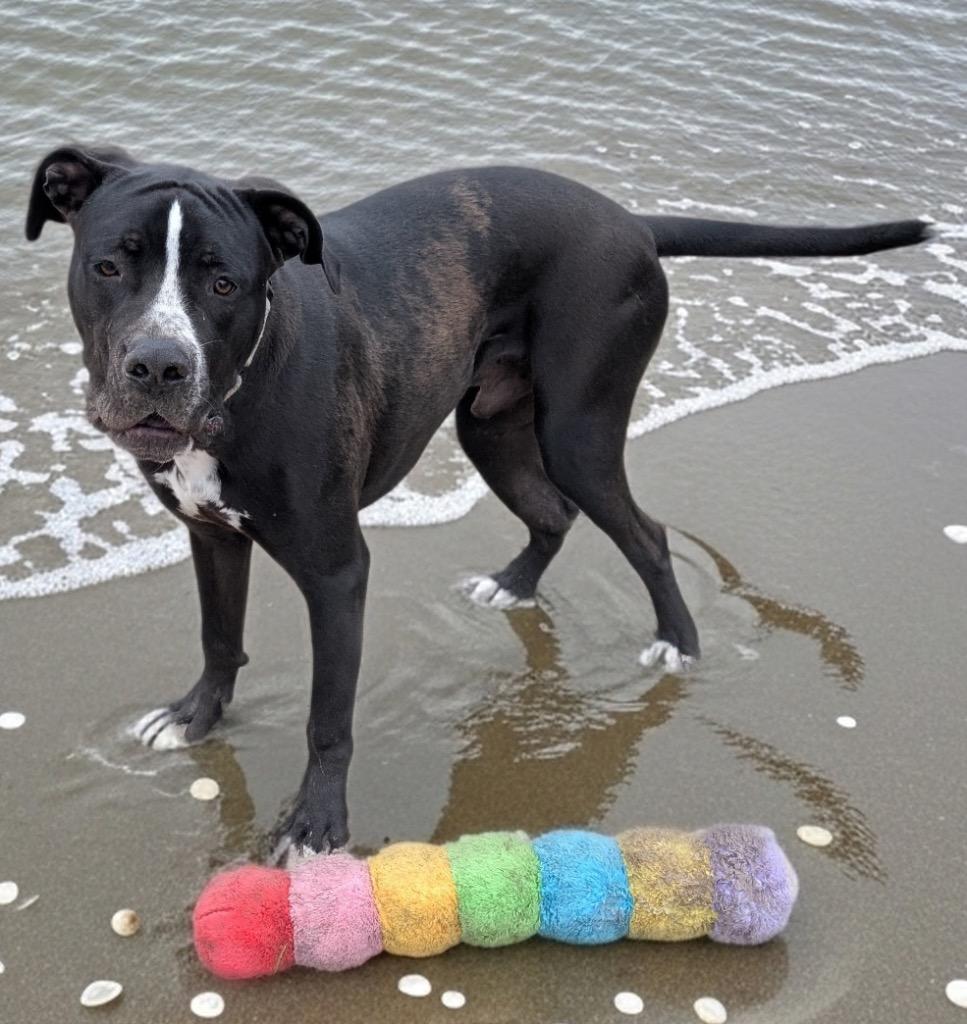 Rex-Hunk of Love!, Adoptable, Puppy Male American Bulldog & Mixed Breed.