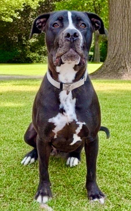 Enlarge Rex-Hunk of Love!, a Adoptable mixed breed in Fort Myers, FL image 3/4