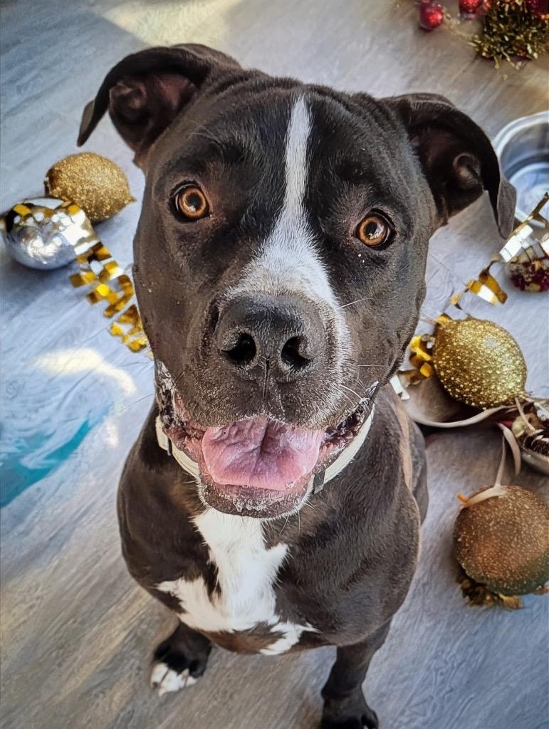 Enlarge Rex-Fully Sponsored Fee & a Lover!, a Adoptable mixed breed in Fort Myers, FL image 4/4