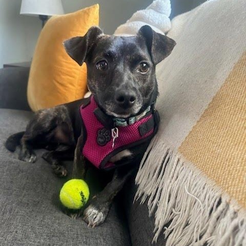 Enlarge Sassy, a Adoptable mixed breed in Hopkinton, MA image 1/6