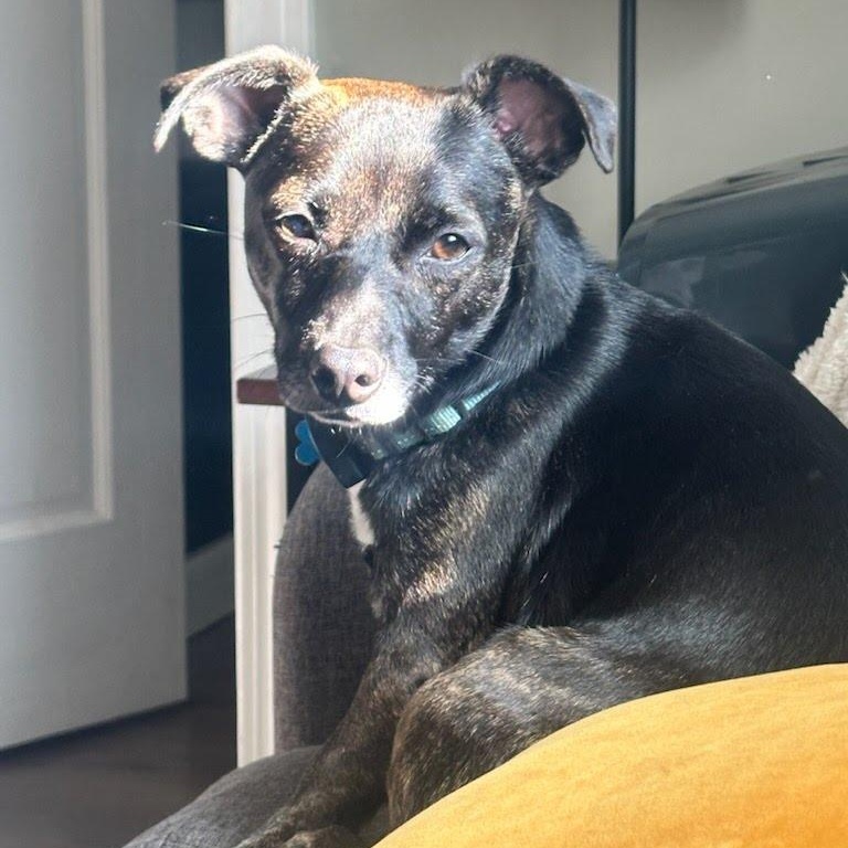 Enlarge Sassy, a Adoptable mixed breed in Hopkinton, MA image 6/6