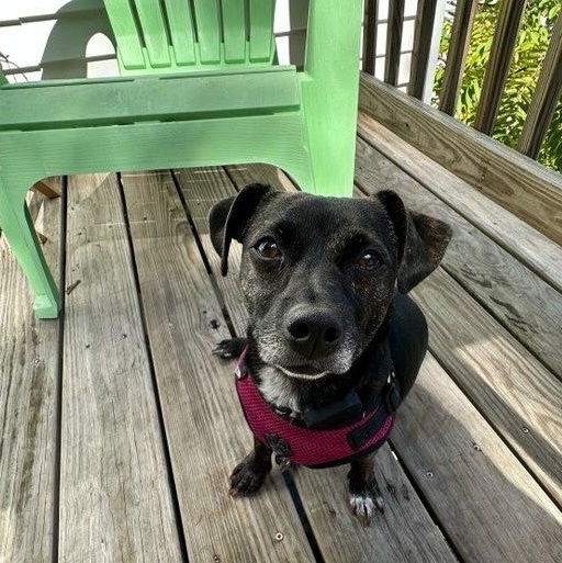 Enlarge Sassy, a Adoptable mixed breed in Hopkinton, MA image 5/6