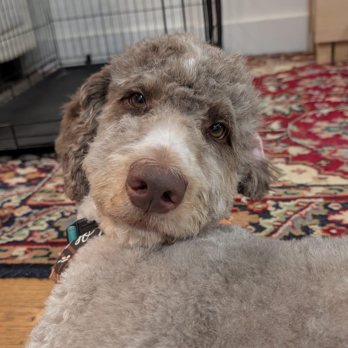 Enlarge Cory, a ADOPTABLE mixed breed in New York, NY image 5/6