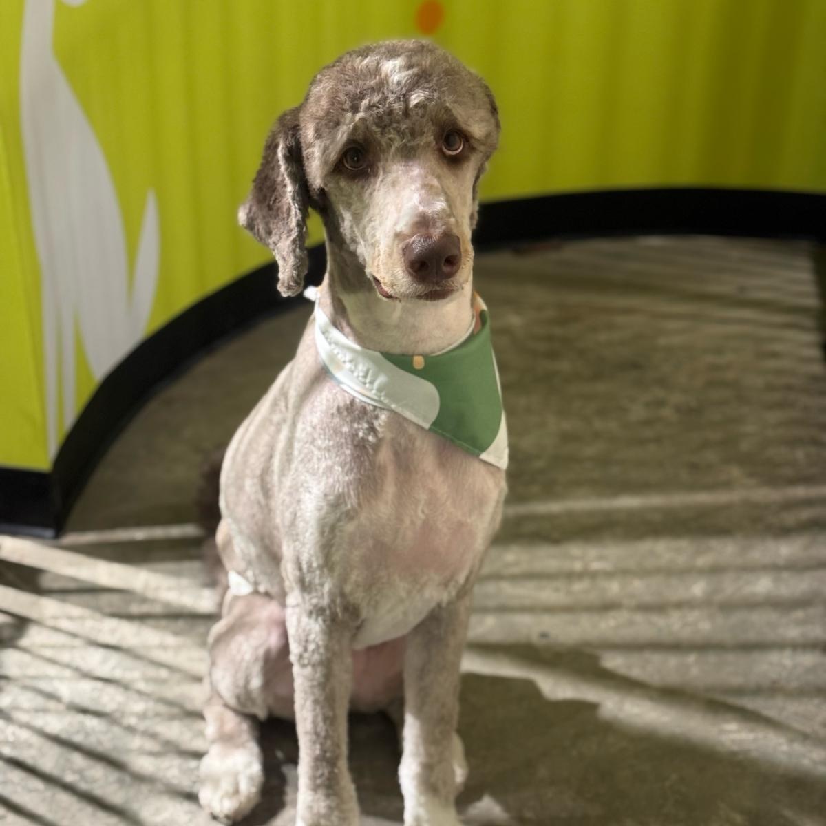 Enlarge Cory, a ADOPTABLE mixed breed in New York, NY image 6/6