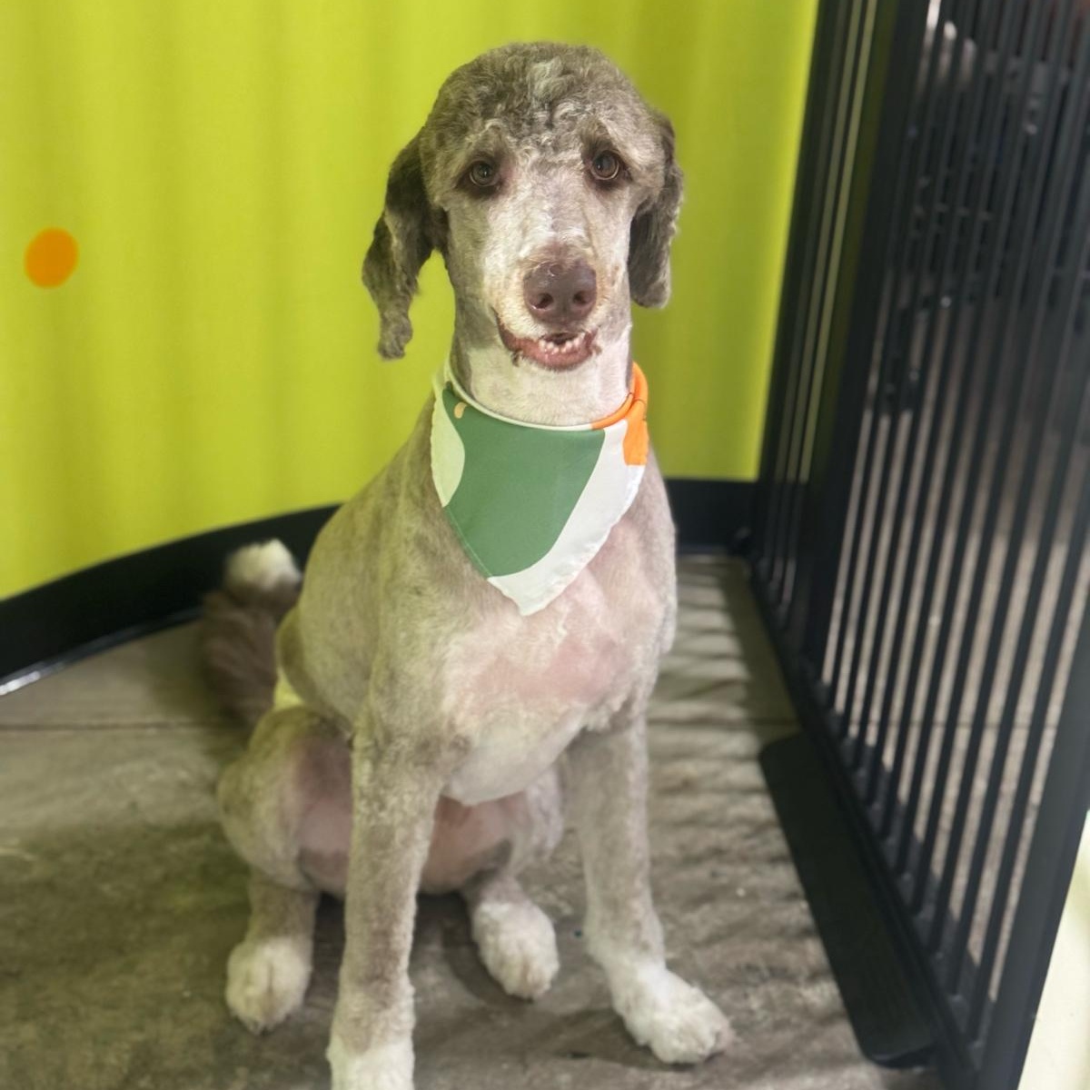 Enlarge Cory, a ADOPTABLE mixed breed in New York, NY image 2/6