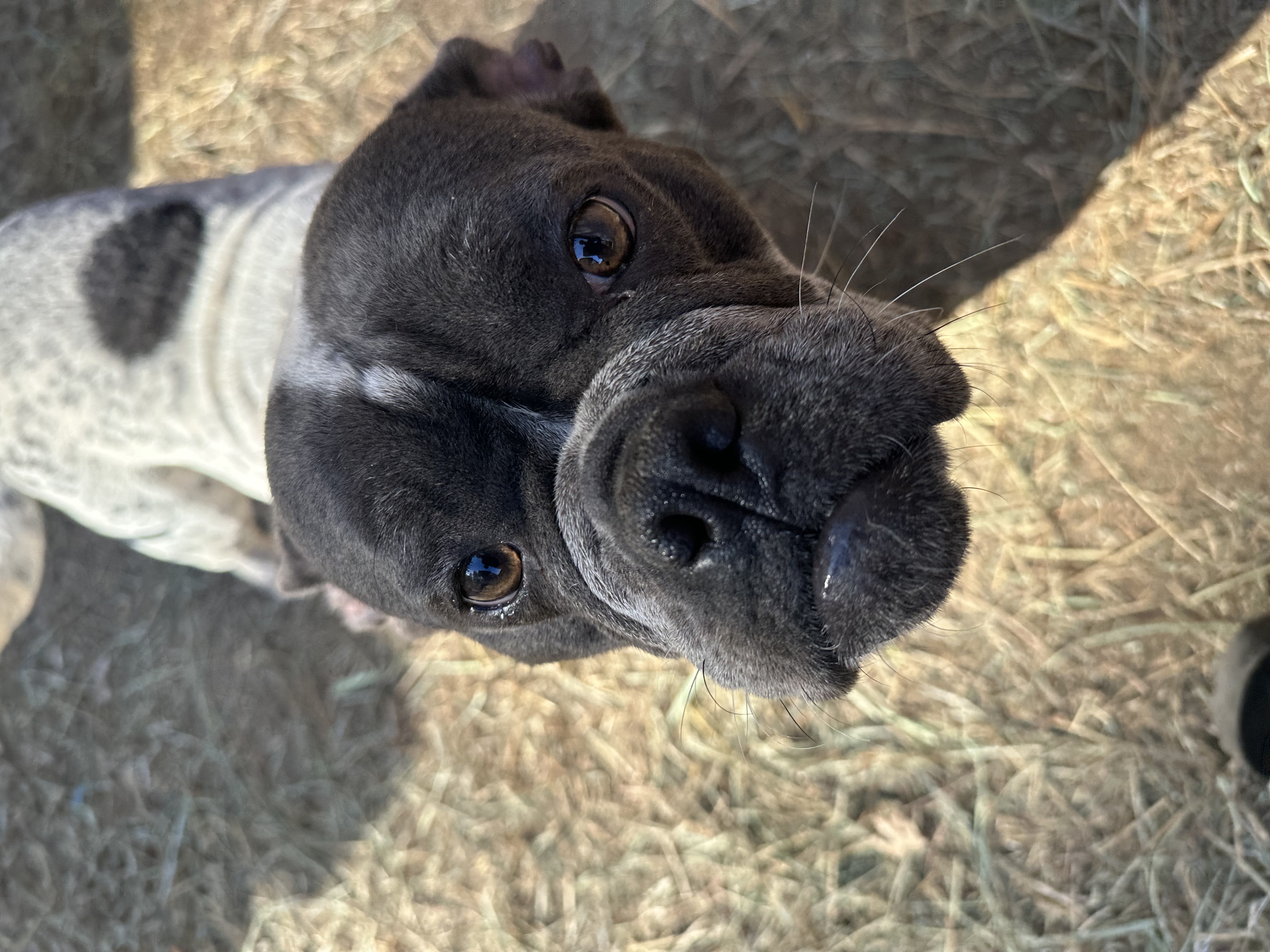 Dog for adoption Pepper, a French Bulldog Mix in Arcata , CA Petfinder