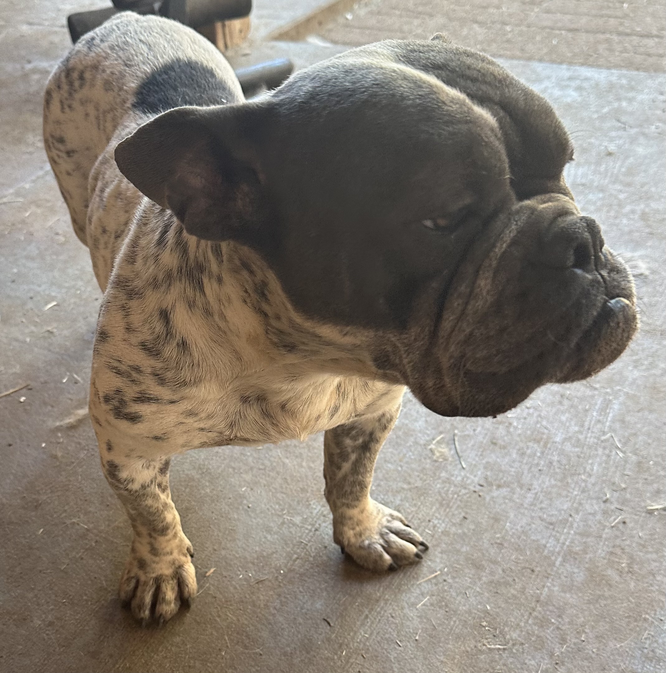 Dog for adoption Pepper, a French Bulldog Mix in Arcata , CA Petfinder