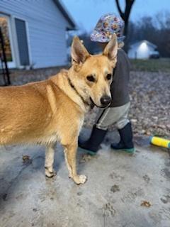 Enlarge Sandy, a Adoptable mixed breed in Evansville, IN image 1/6