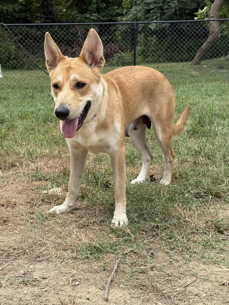 Enlarge Sandy, a Adoptable mixed breed in Evansville, IN image 2/6
