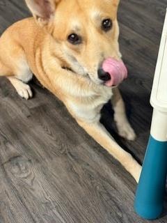 Enlarge Sandy, a Adoptable mixed breed in Evansville, IN image 3/6