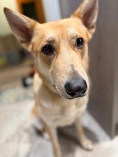 Enlarge Sandy, a Adoptable mixed breed in Evansville, IN image 4/6